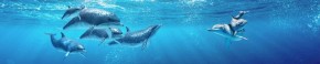 Кухонный фартук Фауна 053 Дельфины МДФ матовый (3000) Fauna в Нижнем Тагиле - nizhniy-tagil.mebel-74.com | фото